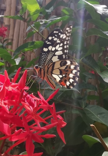 ผีเสื้อหนอนมะนาว · Lime Swallowtail · Papilio demoleus