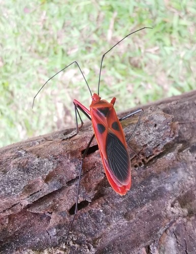มวนท้องยาว · Macrocheraia grandis