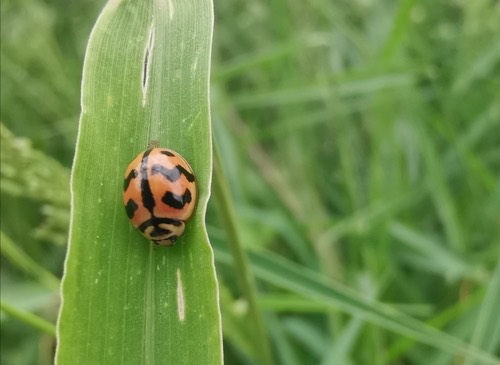 ด้วงเต่าลายหยัก · Six-spotted Zigzag Ladybird · Cheilomenes sexmaculata