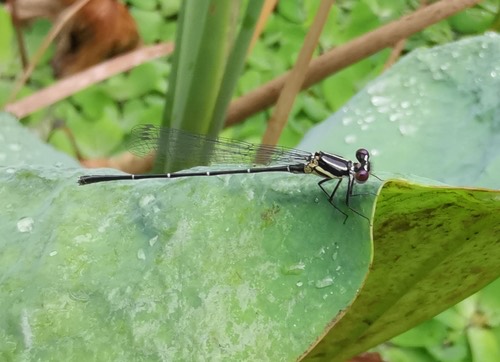 แมลงปอเข็มพุ่มดำ · Marsh Dancer · Onychargia atrocyana
