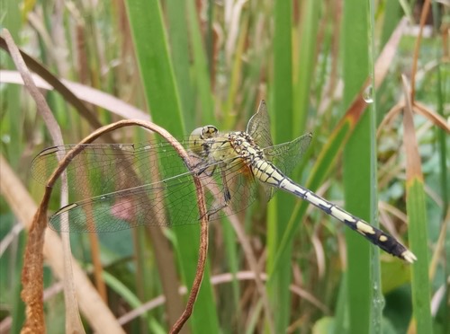 แมลงปอบ้านสองสีฟ้า · Chalky Percher · Diplacodes trivialis