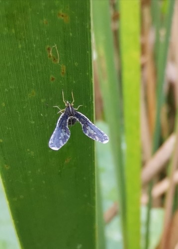 เพลี้ยกระโดดปีกยาว · Long-winged Planthopper · Proutista moesta