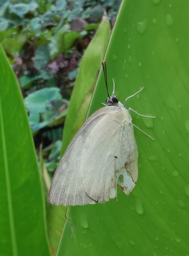 ผีเสื้อหนอนคูนธรรมดา · Lemon Migrant · Catopsilia pomona