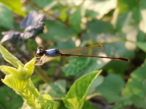 แมลงปอเข็มเล็กขนขาว · Variable Wisp · Agriocnemis femina