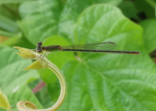แมลงปอเข็มนาเขียวปลายฟ้า · Common Bluetail · Ischnura senegalensis