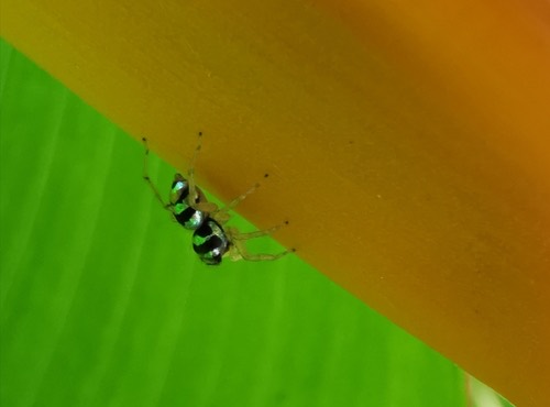 Banded Phintella · Phintella vittata