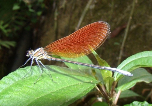 แมลงปอเข็มลำธารท้องขาว · Mnais andersoni