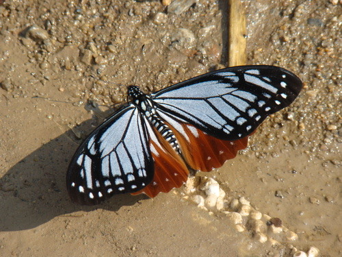 ผีเสื้อเชิงลายดอย · Tawny Mime Swallowtail · Papilio agestor