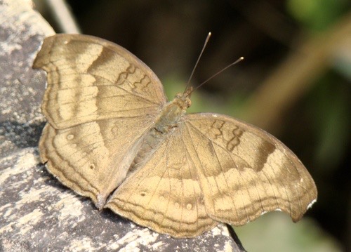 ผีเสื้อแพนซีตาลไหม้ · Chocolate Pansy · Junonia iphita