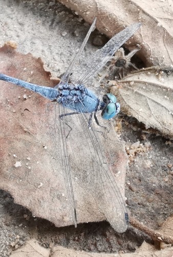 แมลงปอบ้านสองสีฟ้า · Chalky Percher · Diplacodes trivialis