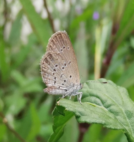 ผีเสื้อฟ้าดอกหญ้า · Lesser Grass Blue · Zizina otis