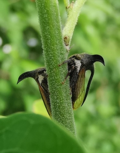 เพลี้ยจักจั่นเขา · eggplant horned planthopper · Leptocentrus taurus