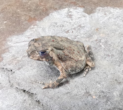 คางคกบ้าน · Asian Common Toad · Duttaphrynus melanostictus