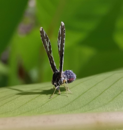 เพลี้ยกระโดดปีกยาว · Long-winged Planthopper · Proutista moesta