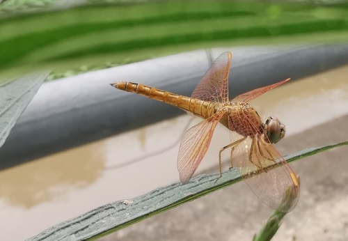 แมลงปอบ้านปีกเปื้อนส้ม · Ditch Jewel · Brachythemis contaminata