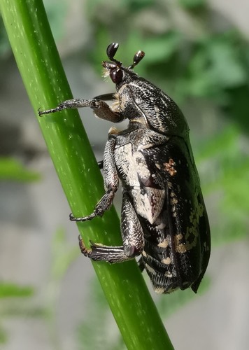 ด้วงดอกไม้มันบ้าน · Mango Flower-beetle · Protaetia acuminata
