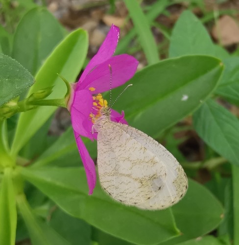 ผีเสื้อขาวแคระ · Psyche · Leptosia nina