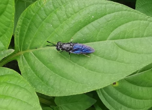 แมลงวันลาย · Black Soldier Fly · Hermetia illucens