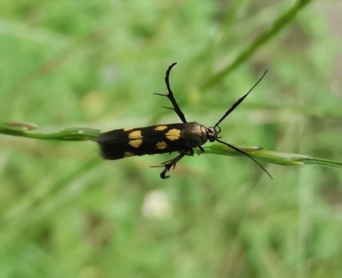 Eretmocera impactella