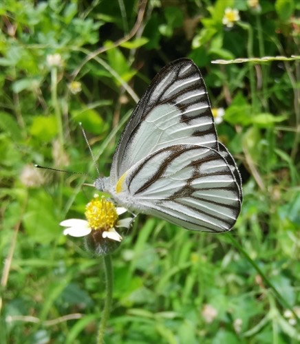 ผีเสื้อหนอนใบกุ่มเส้นดำ · Striped Albatross · Appias libythea