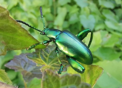 ด้วงเต่าขาโต · Frog-legged leaf beetle · Sagra femorata