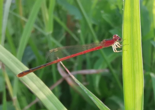 แมลงปอเข็มเล็กขนขาว · Variable Wisp · Agriocnemis femina