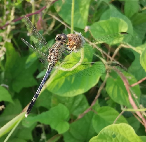 แมลงปอบ้านสองสีฟ้า · Chalky Percher · Diplacodes trivialis