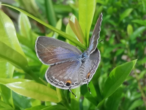 ผีเสื้อฟ้าหิ่งห้อยสีคล้ำ · Plains Cupid · Luthrodes pandava