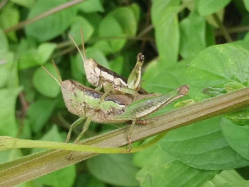 ตั๊กแตนข้าวปีกสั้น · Short-winged Rice Grasshopper · Pseudoxya diminuta