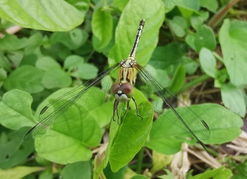 แมลงปอบ้านสองสีฟ้า · Chalky Percher · Diplacodes trivialis