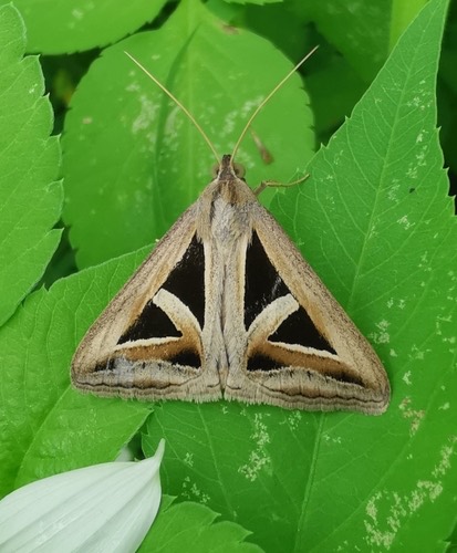 Triangles · Trigonodes hyppasia