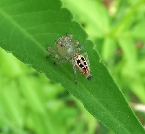 Imperial Jumping Spider · Thyene imperialis