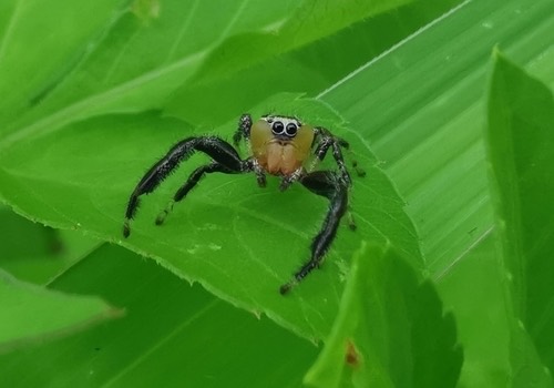 Imperial Jumping Spider · Thyene imperialis