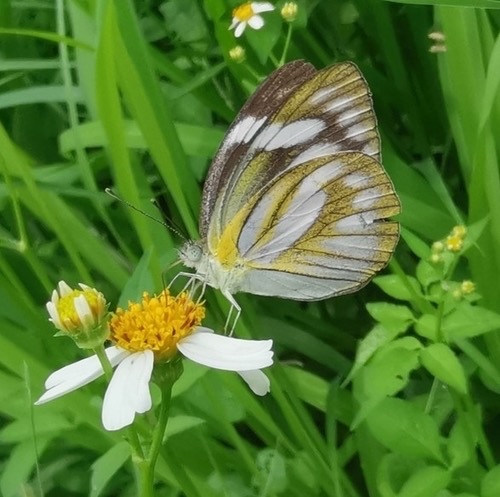ผีเสื้อหนอนใบกุ่มเส้นดำ · Striped Albatross · Appias libythea