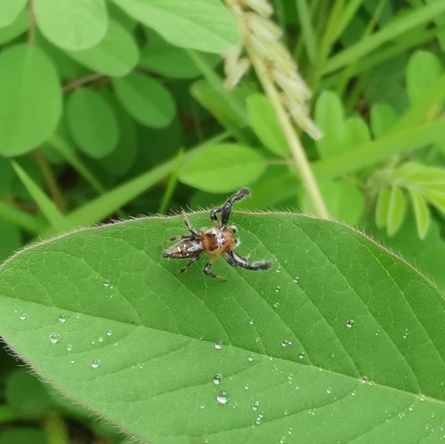 Thyene imperialis