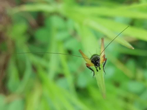 Common Trig · Trigonidium cicindeloides