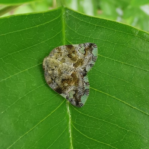 Black planthopper · Ricania speculum