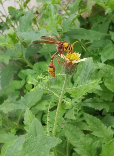 แตนดินเหลืองหลังแดง · Okinawa Mud Wasp · Delta esuriens