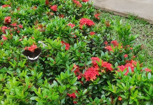 ผีเสื้อหางติ่งธรรมดา · Common Mormon Swallowtail · Papilio polytes