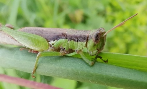 ตั๊กแตนข้าวปีกสั้น · Short-winged Rice Grasshopper · Pseudoxya diminuta