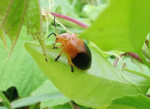 Oides palleata