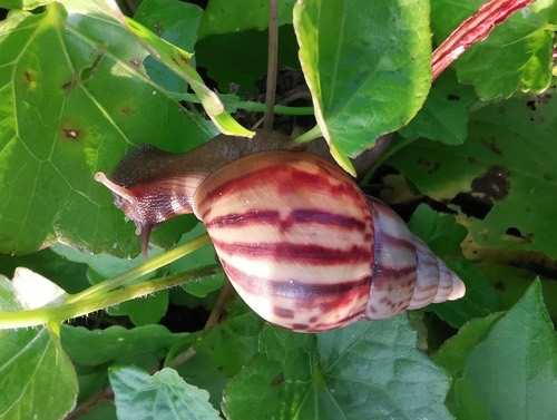 หอยทากยักษ์แอฟริกา · African Giant Snail · Lissachatina fulica