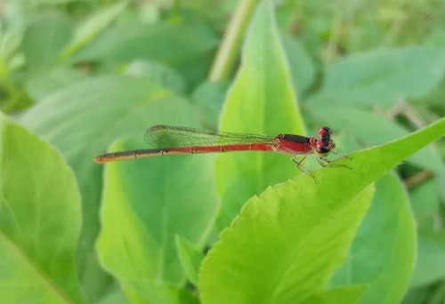 แมลงปอเข็มเล็กขนขาว · Variable Wisp · Agriocnemis femina