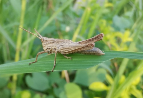 ตั๊กแตนสีตาลลายจาง · Silent Slant-Faced Grasshopper · Phlaeoba infumata