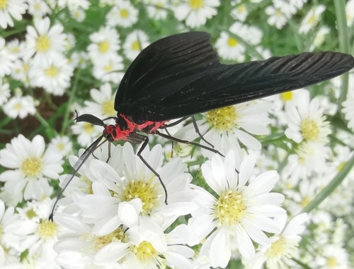 Histia flabellicornis