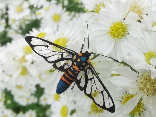 Amata divisa