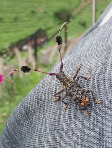 Imantocera penicillata