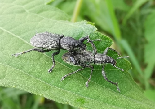 Lepropus lateralis
