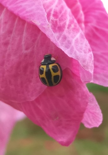 Oenopia kirbyi