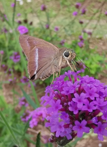ผีเสื้อหน้าเข็มสวนแถบขาว · Common Banded Awl · Hasora chromus